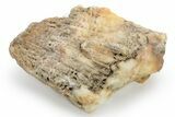 Agatized Fossil Coral Geode - Florida #225130-1